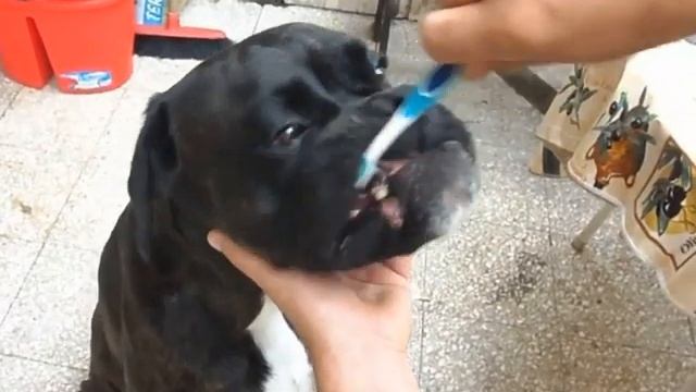 Собаки, которые чистят зубы. смотреть онлайн