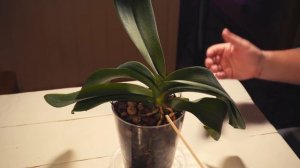 Результаты использования янтарной и никотиновой кислоты для орхидеи как стимулятор роста.