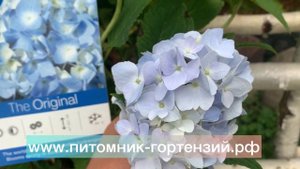 Гортензия крупнолистная Endless Summer/Вечное Лето/Бесконечное Лето.