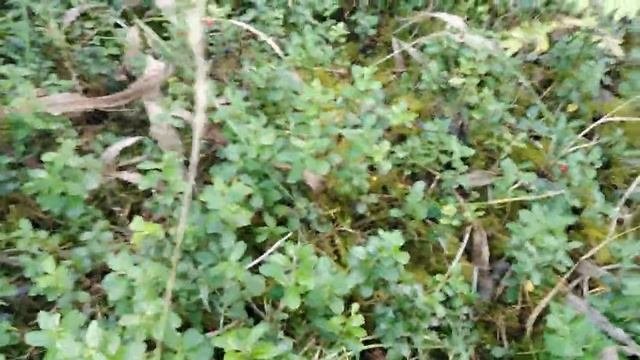Поездка и сбор брусники комбайном в конце сезона. Отдых и деревенский ужин на 