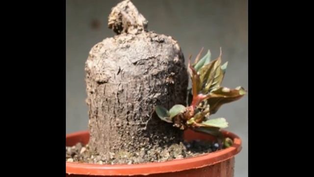 Bonsai Flowers Seeds Mirabilis Jalapa смотреть онлайн