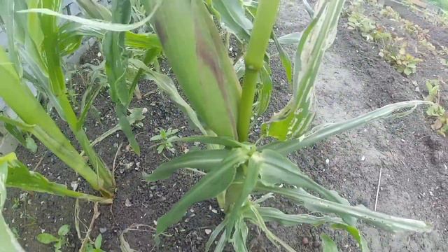 кукуруза растет на урале