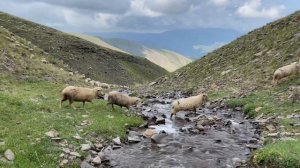 В ПРЕКРАСНОМ крае чабан пасёт овец . Село Кули
