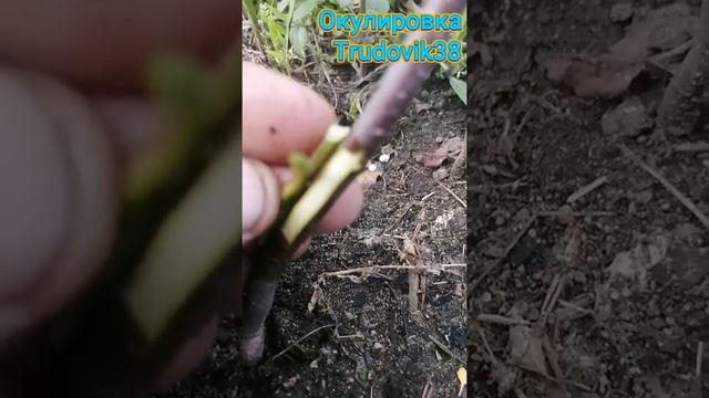 Один из способов окулировки Яблони. Прививка почкой летом.