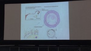 Лекция по гистологии. Эмбриогенез. Часть 2