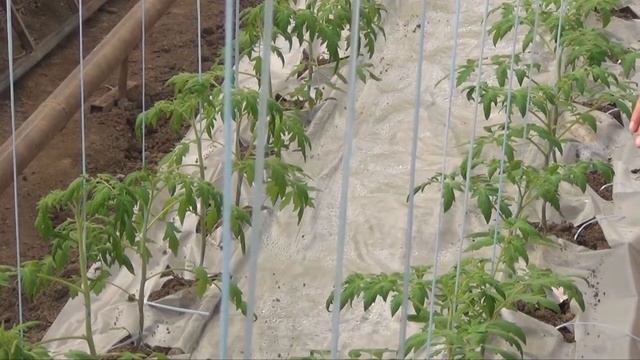 Испытание новых розовых томатов 22-01-2018 смотреть онлайн