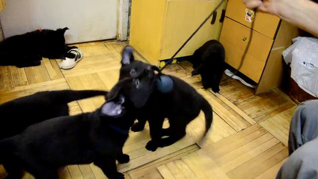 Щенки от Golttvizenhof Lexa & Golttvizenhof Niko. "Е" помет. Питомник "С Гуляй Поля" смотреть онлайн