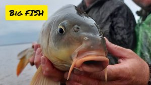 ЛОВИМ САЗАНА НА ТЕЧЕНИЕ