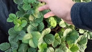 Болезни и вредители клубники