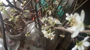 Укоренение черенков костовочковых культур при помощи банана!Укоренение черенка костовочковых культу