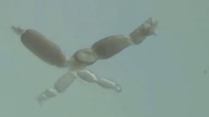 Тип Споровики. Грегарины