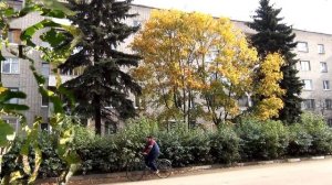 Желтые листья 2012