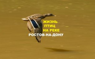 Жизнь птиц на реке в Ростове-на-Дону, Кумженская роща