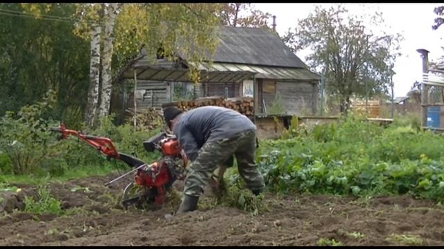 САМЫЙ ЛУЧШИЙ СИДЕРАТ ДЛЯ КАРТОФЕЛЯ