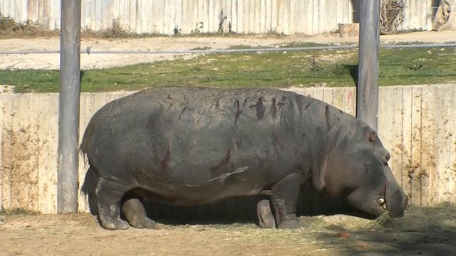 Hippos After Fight (Hippopotamus Amphibius)