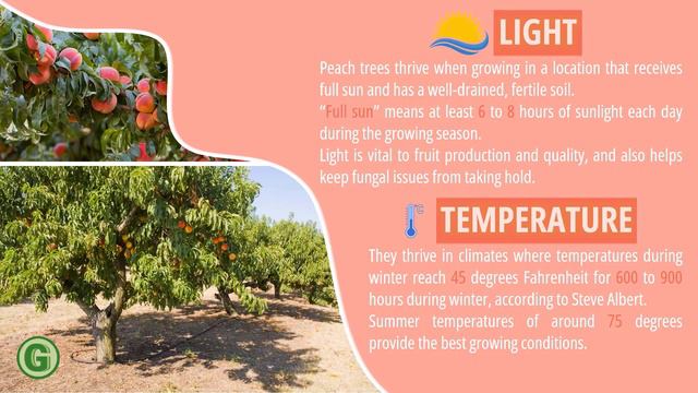 🍑 درختان هلو 🍑 راهنمای کامل نگهداری و مراقبت از درختان میوه با روش اصولی смотреть онлайн