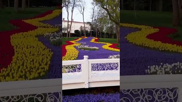 Парк Эмирган (Стамбул)?? #shorts смотреть онлайн