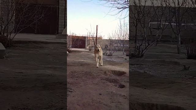 Алабай (САО) #doglover #alabai #sara #дрессировка #puppy #dogsvideo #dogs #trendingdogvideo #dog