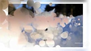 Характеристика породы вест хайленд уайт терьер порода собак