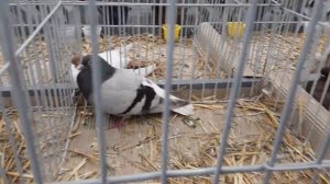 2.Выставка галубеи в Каунасе Литва.Wystawa golebi w Kaunas..Balandziu paroda Kaune.