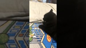 Пытаюсь поднять кошку на задние лапки