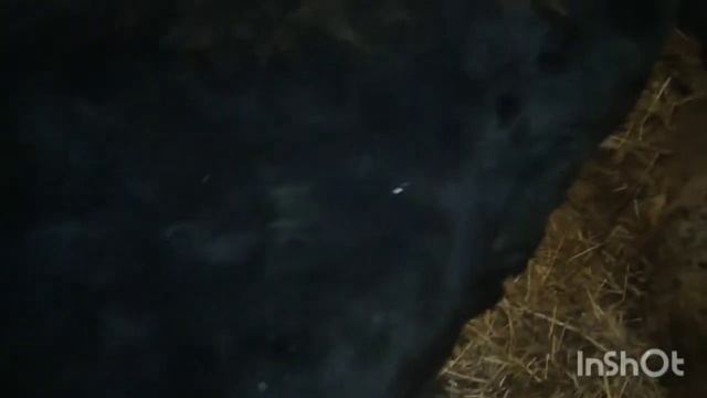 Телята на откорм. Прошло 1.5 месяца. смотреть онлайн