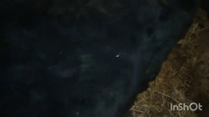 Телята на откорм. Прошло 1.5 месяца.
