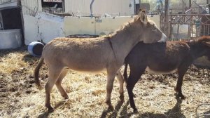 planned donkey breeding  // Horses, Donkeys & Katrin Super Life