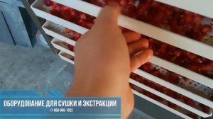 Оборудование для производства сухофруктов. Производство сушеных ягод, овощей и фруктов