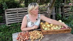 Урожай разных сортов и видов лука * Лук шалот, лук из семян, лук из сеянки