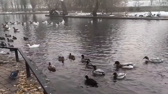 Как поживают гуси и утки зимой в парке «Городской сад» в Краснодаре смотреть онлайн