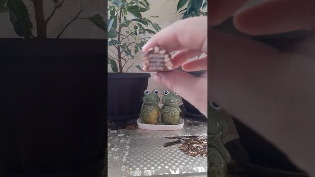 Обзор на батончик 'ZEBRA' смотреть онлайн