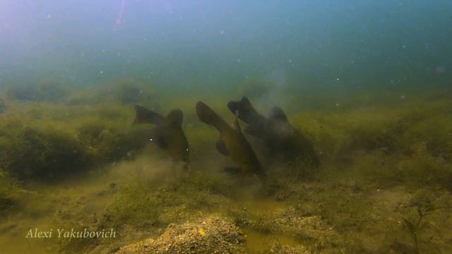 Линь / Подводная съемка / Tench Underwater смотреть онлайн