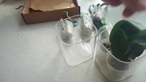 7 орхидей! От  садовника Son' Ya. #LUXORchid - Орхидеи Покоряющие Мир