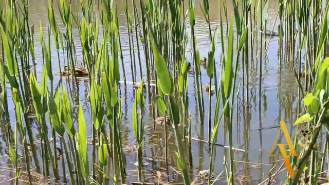 Энергия 5 Мая.Как провести день с пользой смотреть онлайн