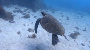 #Черепаха #turtle#Океан, Море