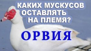 Как  улучшить  весовые показатели - Мускусные утки. Тонкости разведение мускусов. Измельчание стада