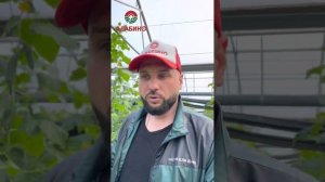 Огурец молодец!! Сорт Северин F1 #огурцытепличные #гидропоника