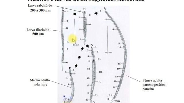 aula 6 nematoda parte 2 смотреть онлайн