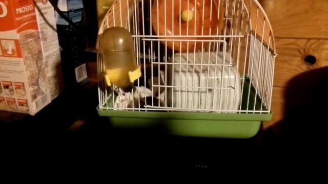 Хомячок занимаются с гимнастике смотреть онлайн