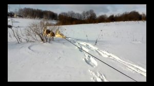 Торняк и Пиренейская горная собака