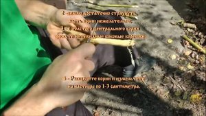 Заготовка корней подсолнечника