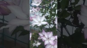 Цветение клематиса Фонд Мэморис