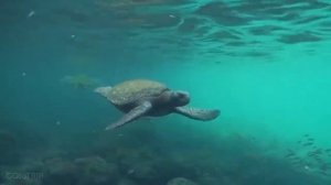 Эквадор - Ecuador. Обзор: популярные достопримечательности, города, природа, животный мир