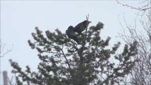 ЧЕРНЫЙ ВОРОН В ПРИРОДЕ. Хотел как в BBC, вышло как всегда...