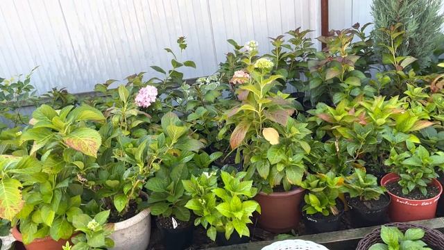 Полив живой изгороди и гортензии. смотреть онлайн