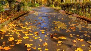 "Листья жёлтые" Раймонд Паулс (инструментальная музыка)