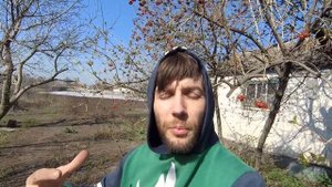 Как бороться с омелой. Уничтожаем паразита плодовых деревьев!