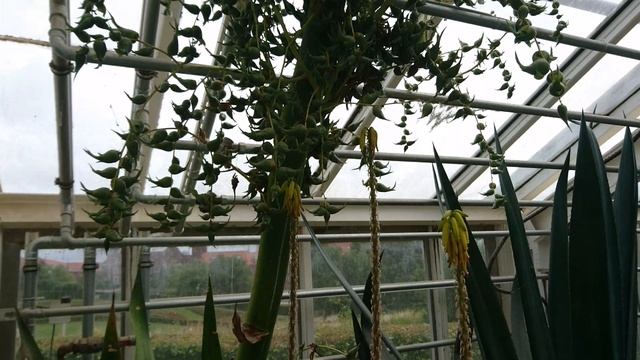Голубая агава (дат. Blå agave, исп. Agave azul, лат. Agave tequilana), ботанический сад г. Орхус