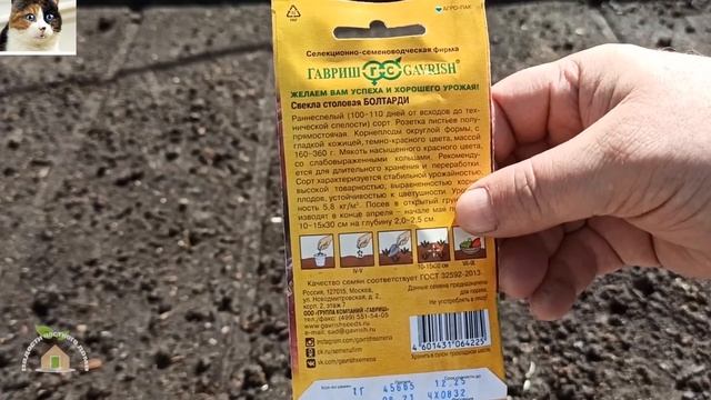 Как правильно сажать свеклу семенами в открытый грунт весной